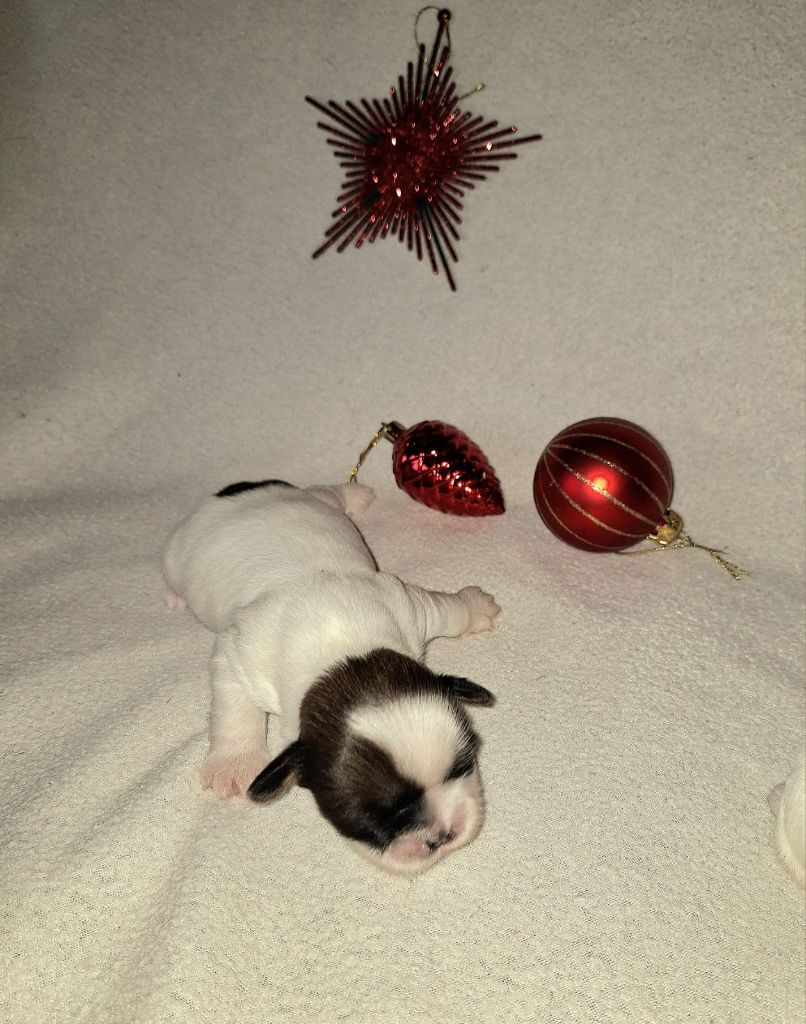 Des Douces Folies d'Asie - Chiot disponible  - Shih Tzu