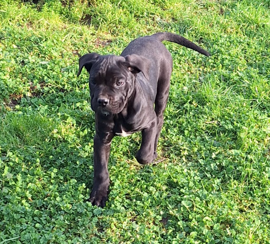 Des Douces Folies d'Asie - Chiot disponible  - Cane Corso