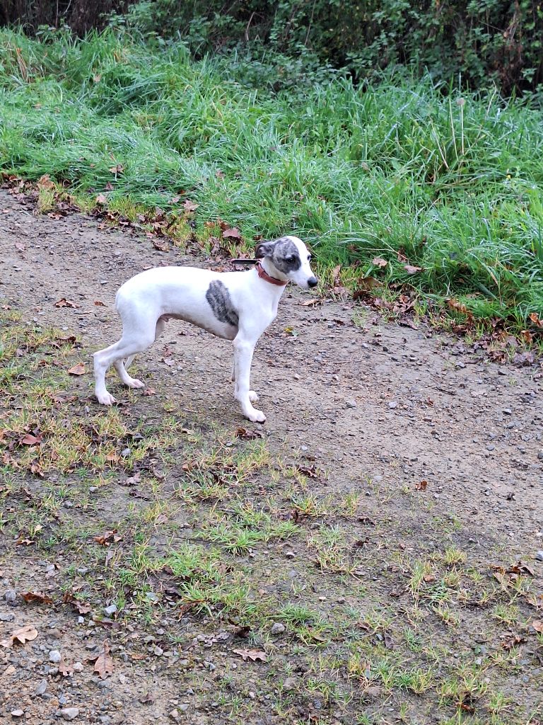 chiot Whippet Des Douces Folies d'Asie