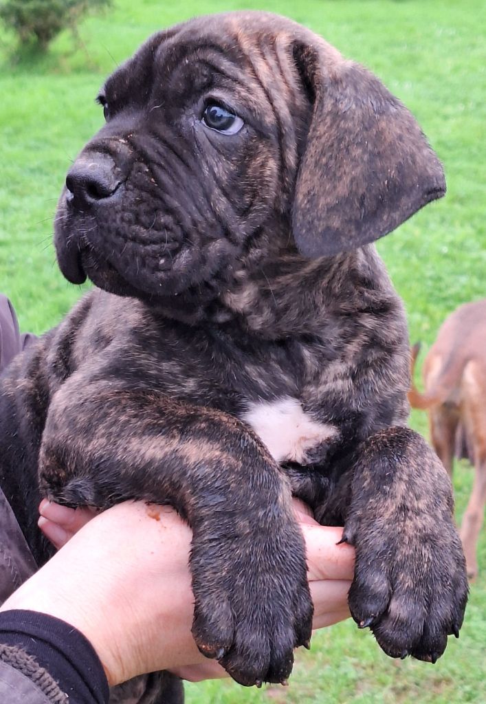 Des Douces Folies d'Asie - Chiot disponible  - Cane Corso