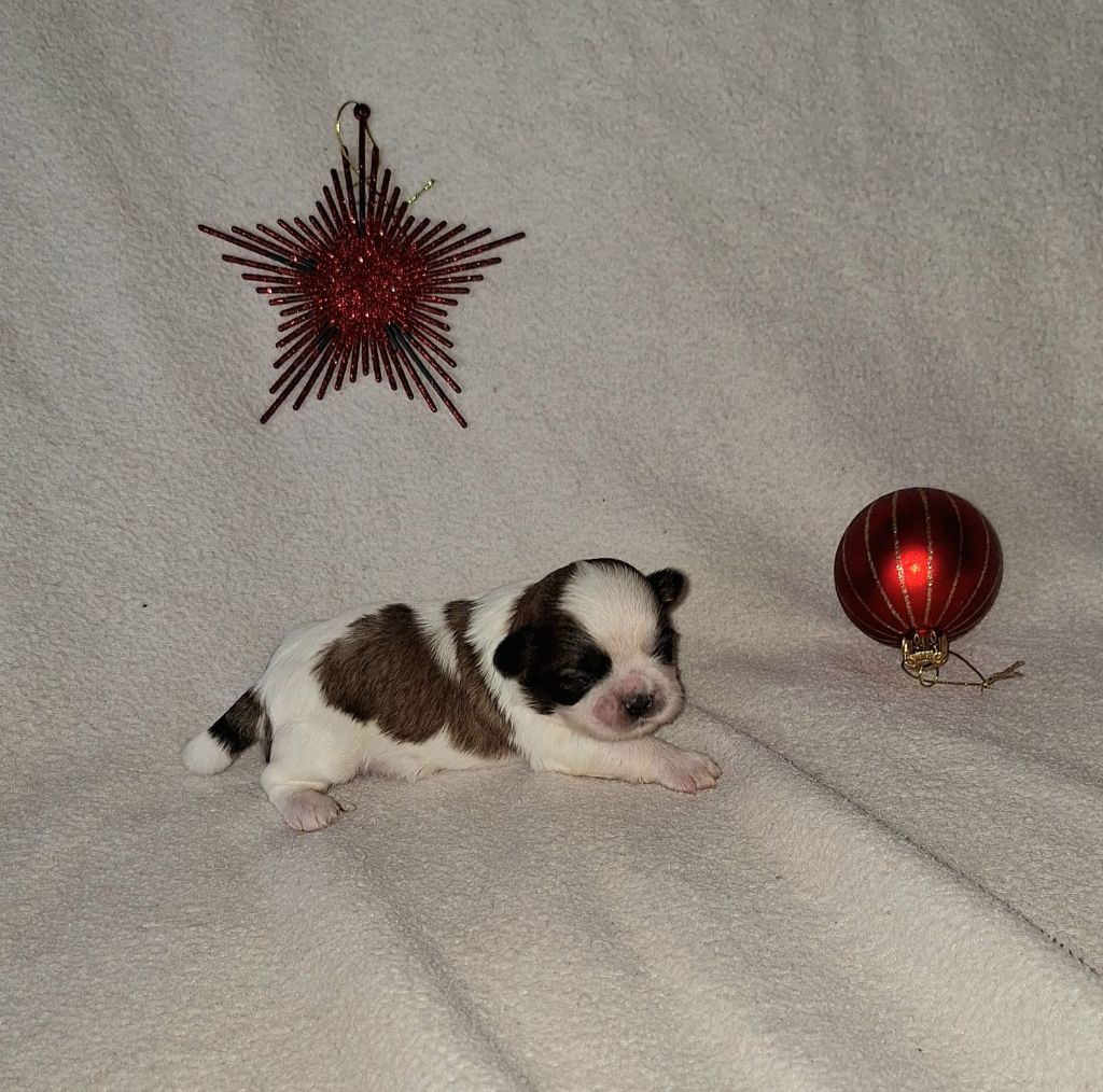 Des Douces Folies d'Asie - Chiot disponible  - Shih Tzu