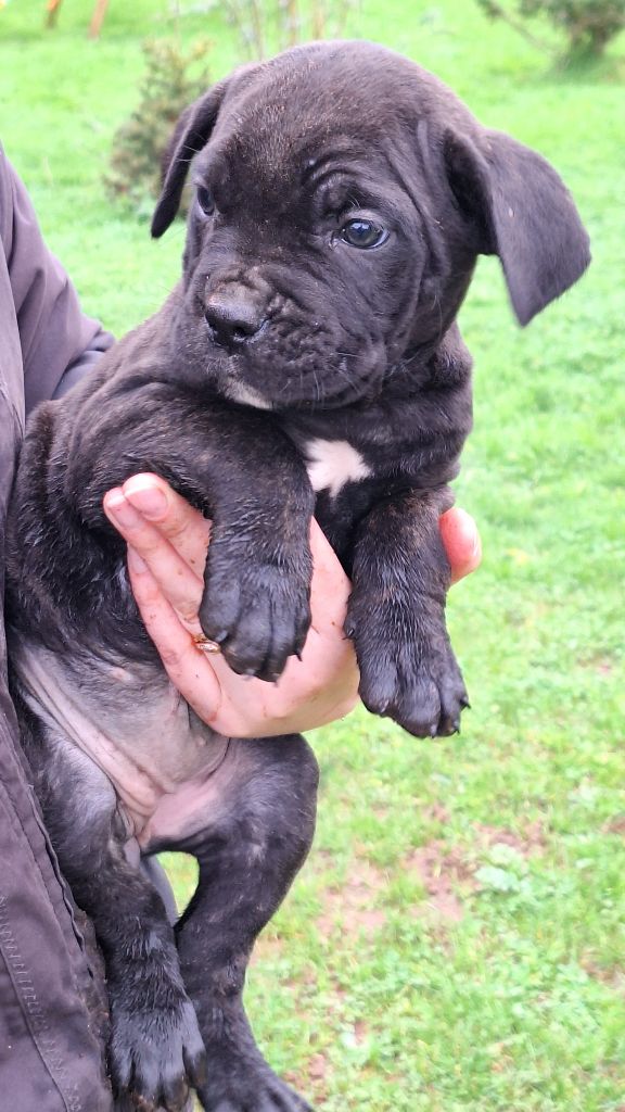 Des Douces Folies d'Asie - Chiot disponible  - Cane Corso