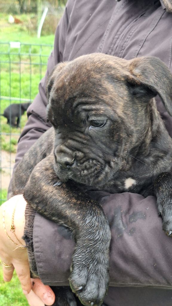 Des Douces Folies d'Asie - Chiot disponible  - Cane Corso