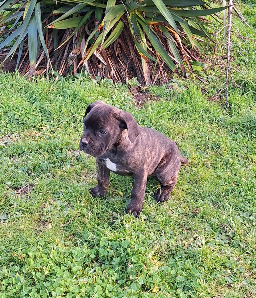 Des Douces Folies d'Asie - Chiot disponible  - Cane Corso