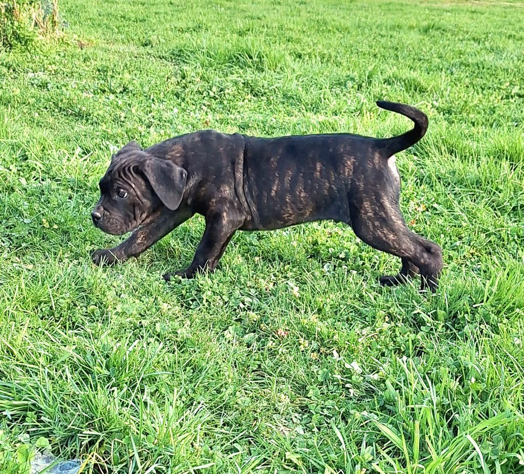 Des Douces Folies d'Asie - Chiot disponible  - Cane Corso