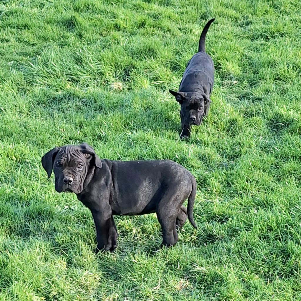 Des Douces Folies d'Asie - Chiot disponible  - Cane Corso