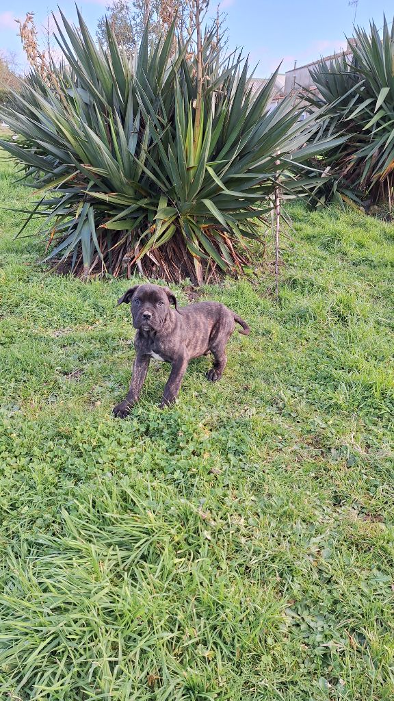 Des Douces Folies d'Asie - Chiot disponible  - Cane Corso