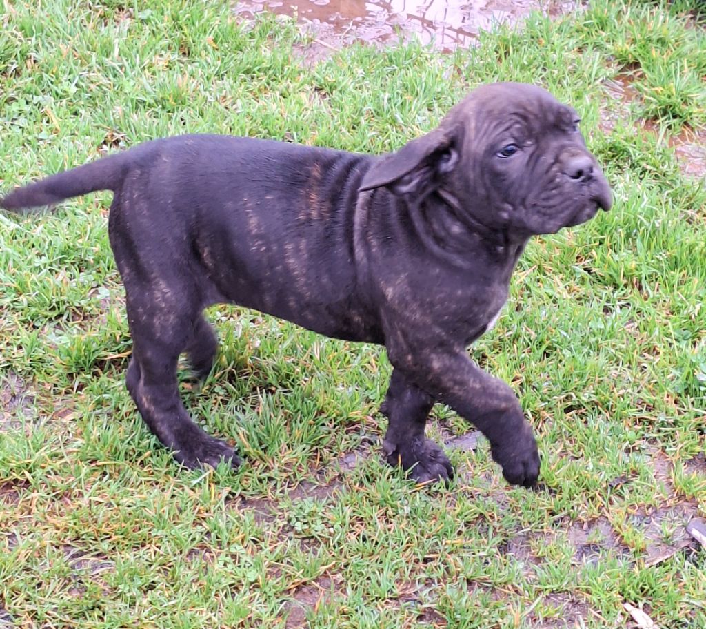 Des Douces Folies d'Asie - Chiot disponible  - Cane Corso