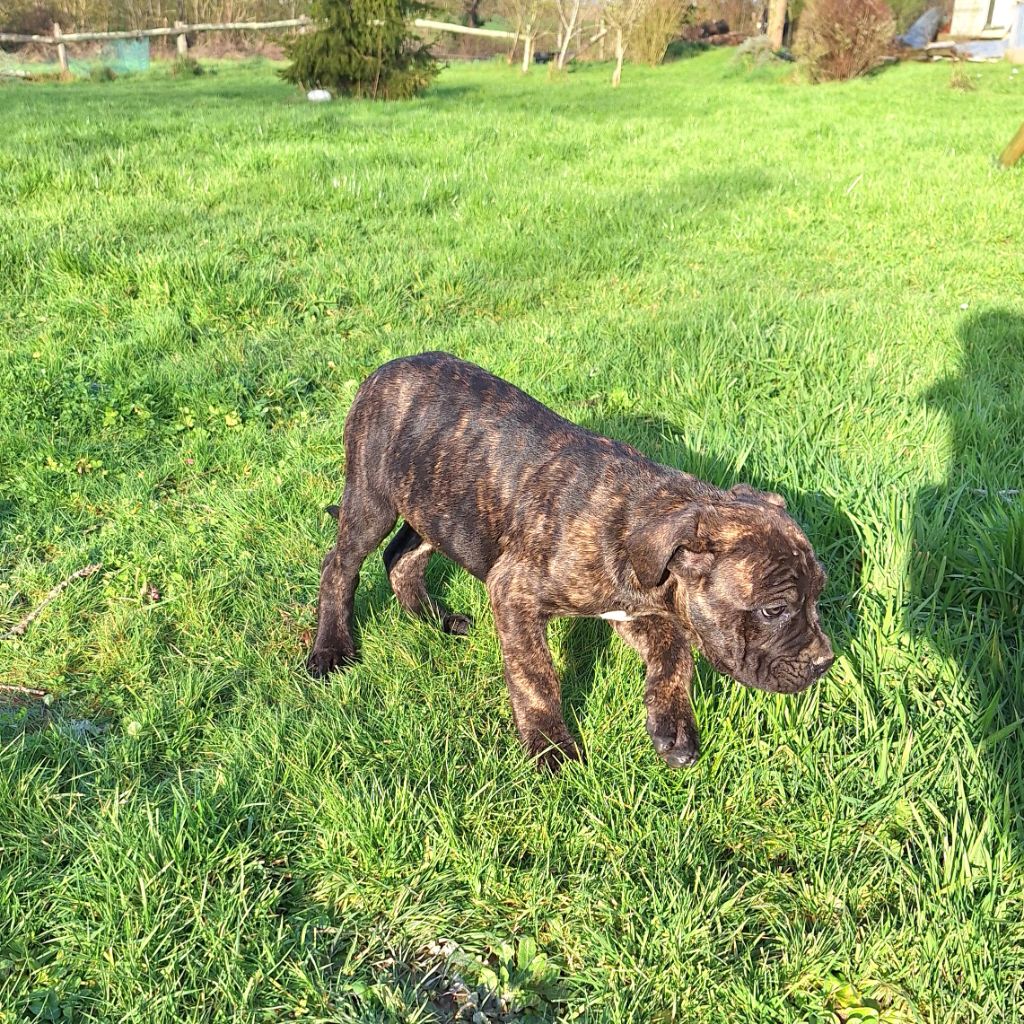 Des Douces Folies d'Asie - Chiot disponible  - Cane Corso