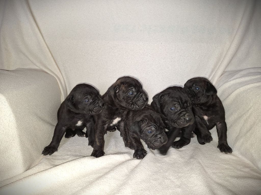 Des Douces Folies d'Asie - Chiot disponible  - Cane Corso