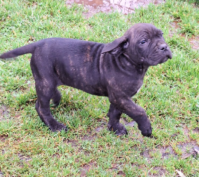 Des Douces Folies d'Asie - Cane Corso - Portée née le 17/11/2024