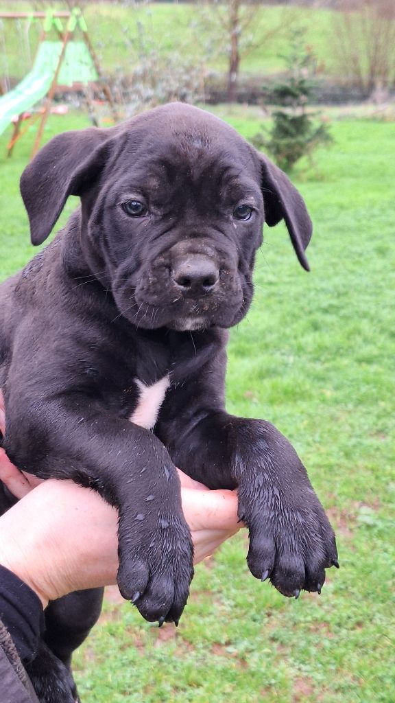 Des Douces Folies d'Asie - Chiot disponible  - Cane Corso