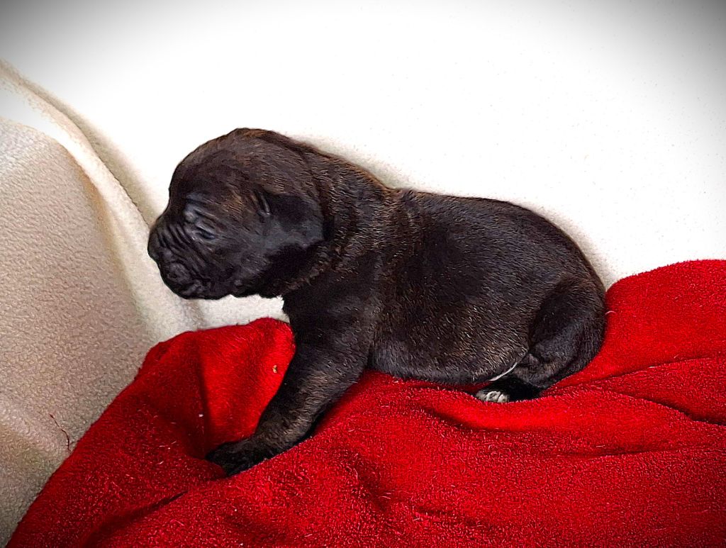 Des Douces Folies d'Asie - Chiot disponible  - Cane Corso