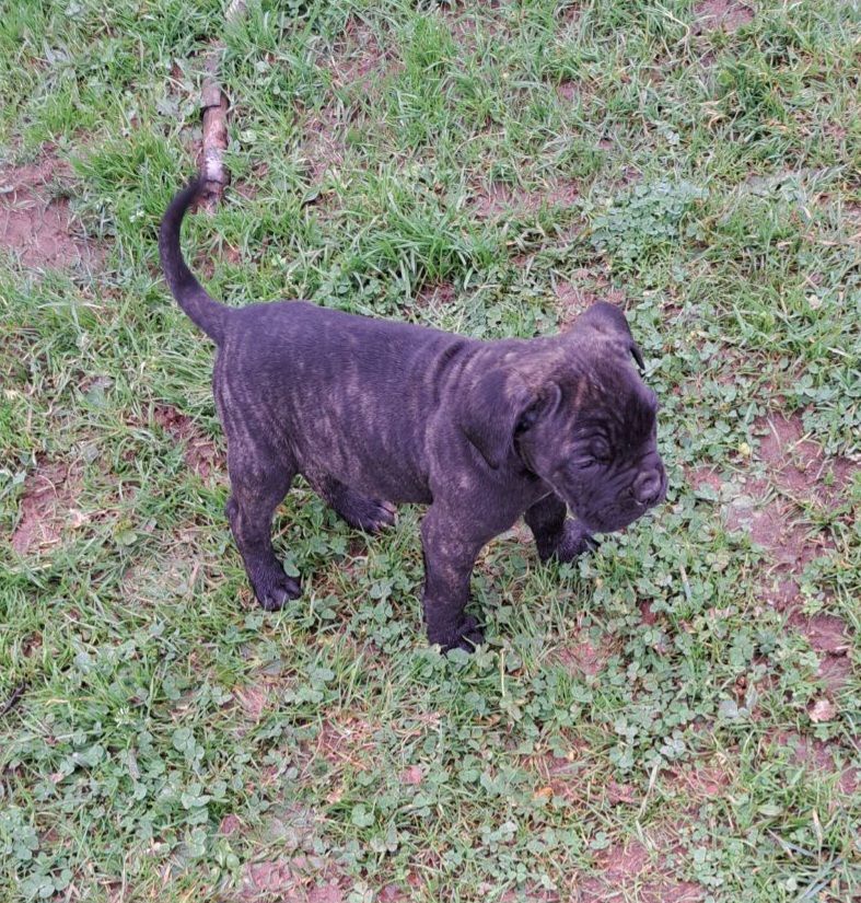 Des Douces Folies d'Asie - Chiot disponible  - Cane Corso