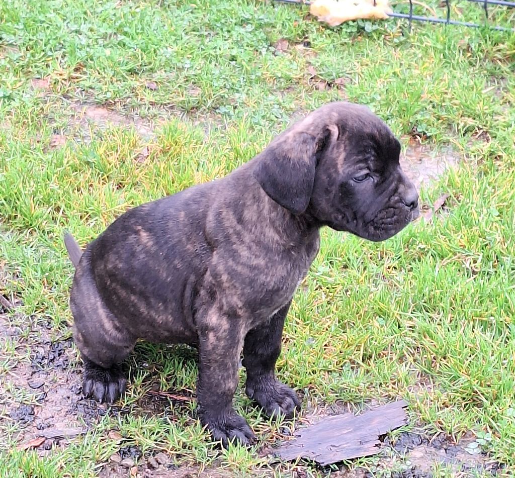 Des Douces Folies d'Asie - Chiot disponible  - Cane Corso