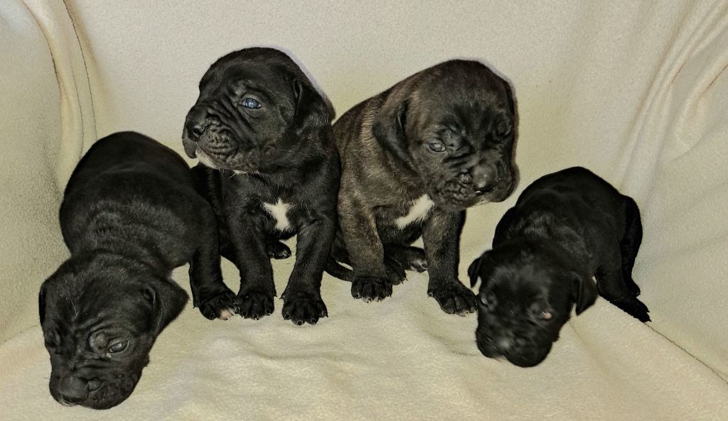 Des Douces Folies d'Asie - Chiot disponible  - Cane Corso