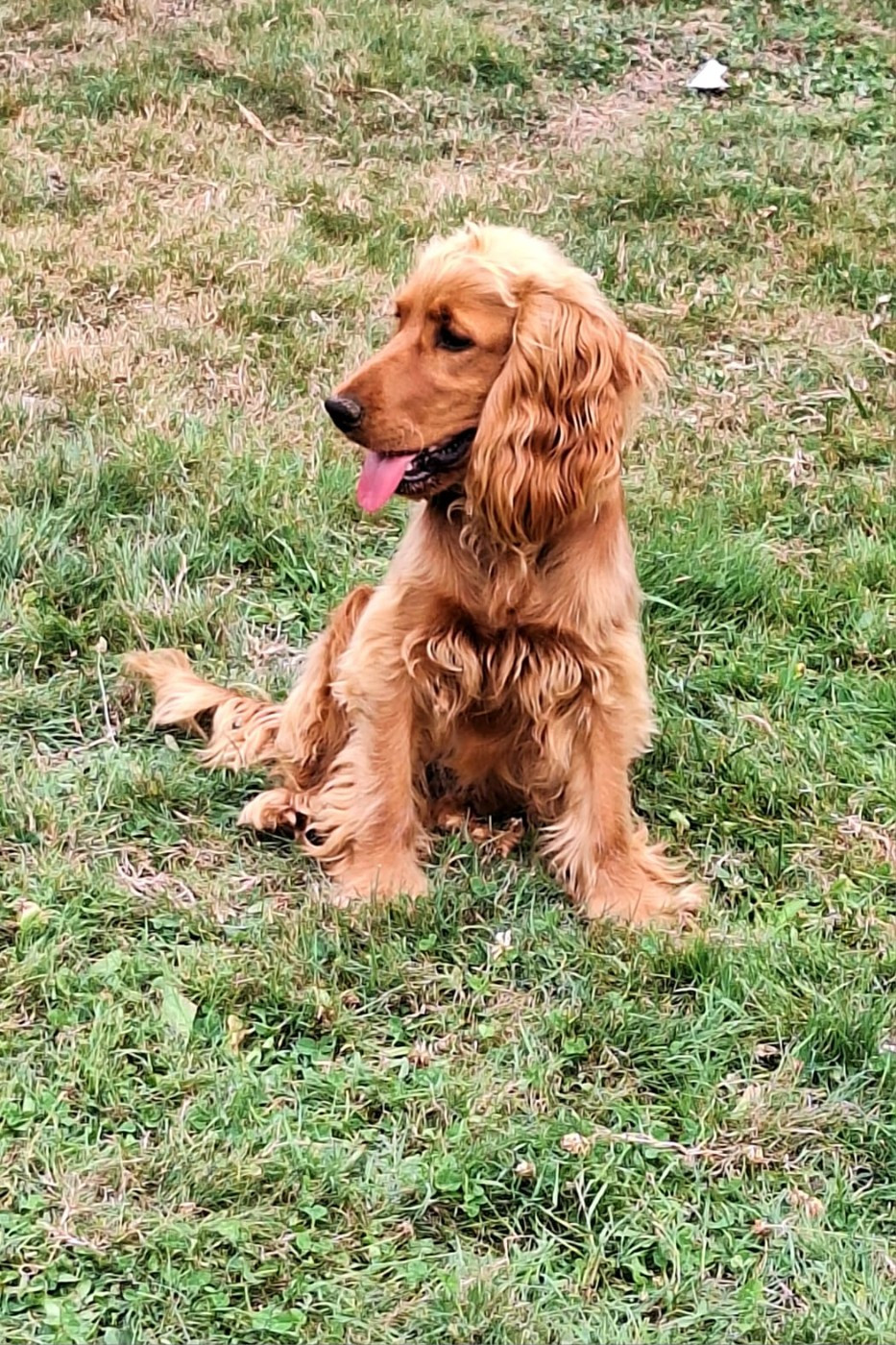 Vixie de la vallée de l’empereur