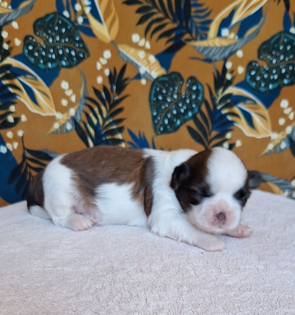 Des Douces Folies d'Asie - Chiots disponibles - Shih Tzu