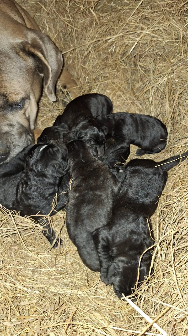 Des Douces Folies d'Asie - Chiots disponibles - Cane Corso