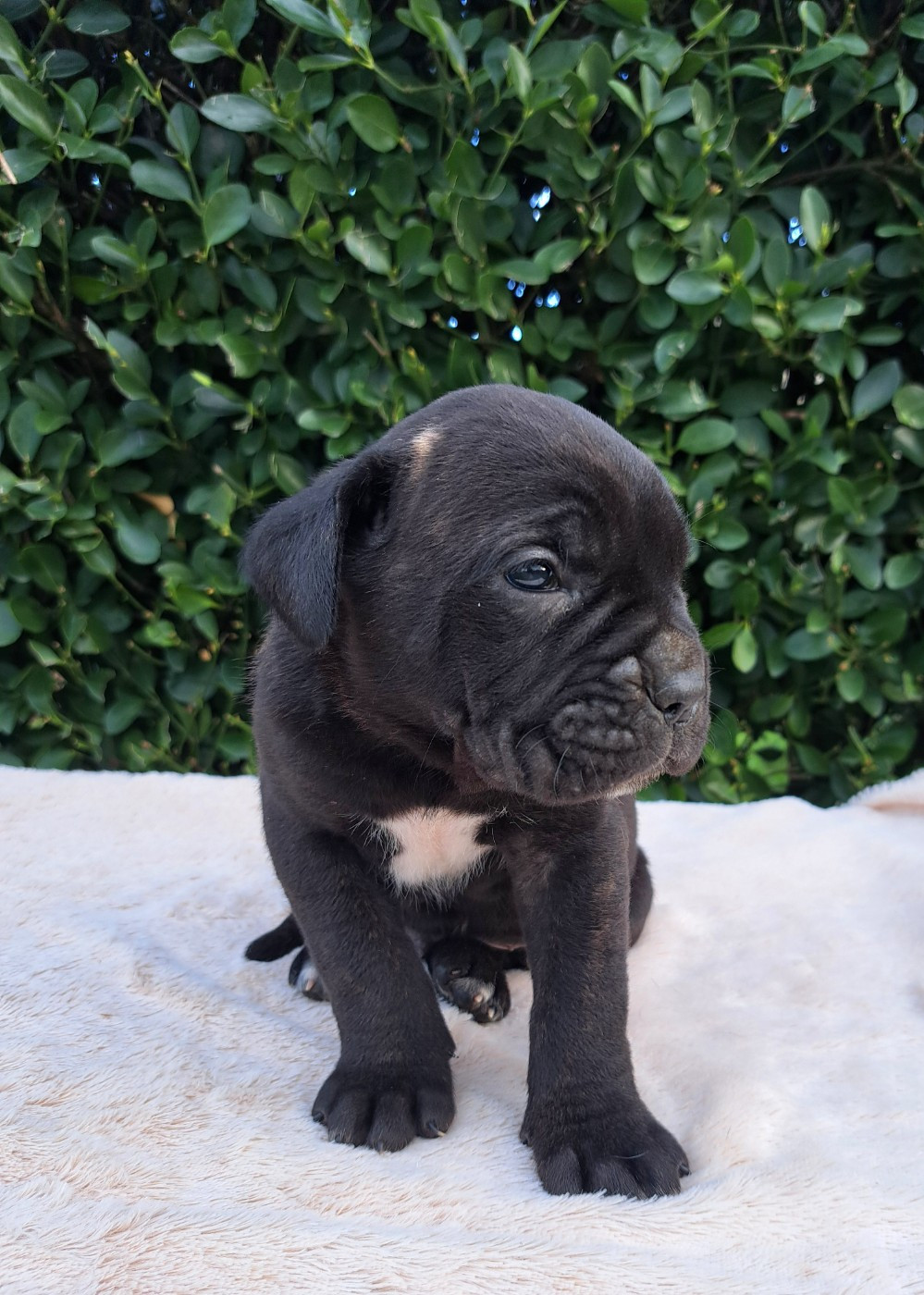 Des Douces Folies d'Asie - Chiots disponibles - Cane Corso