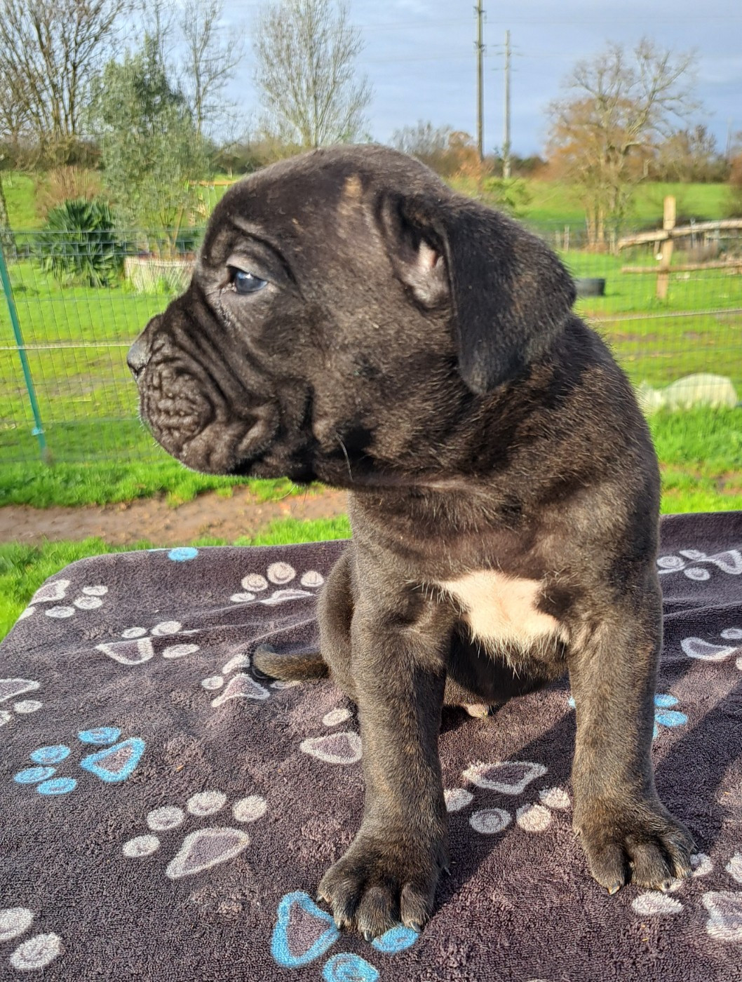 Chiot Cane Corso Des Douces Folies d'Asie