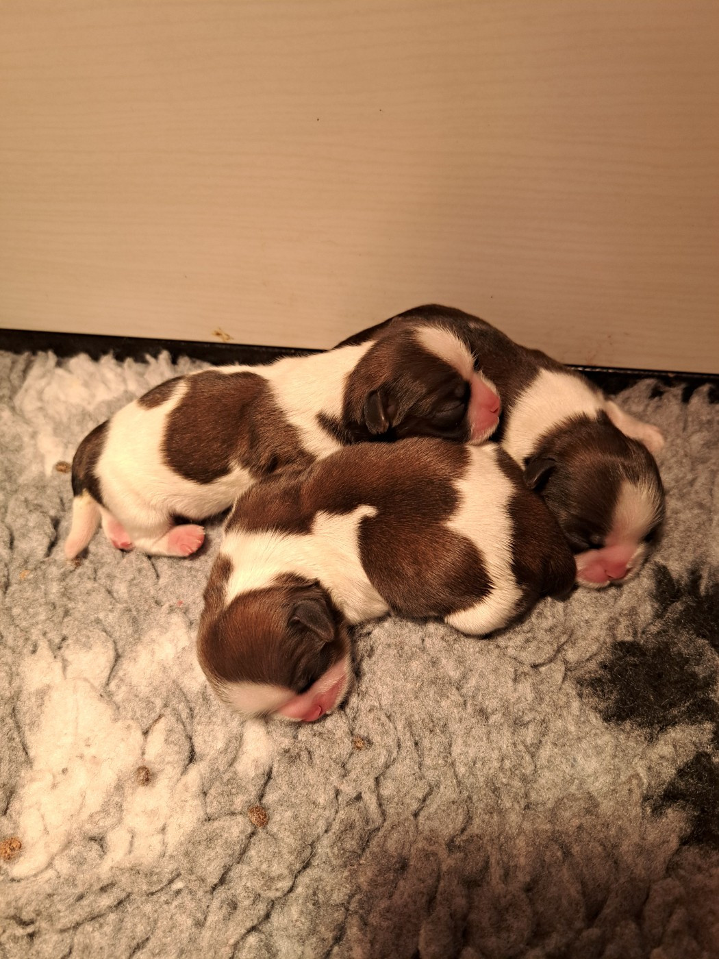 Chiot Shih Tzu Des Douces Folies d'Asie