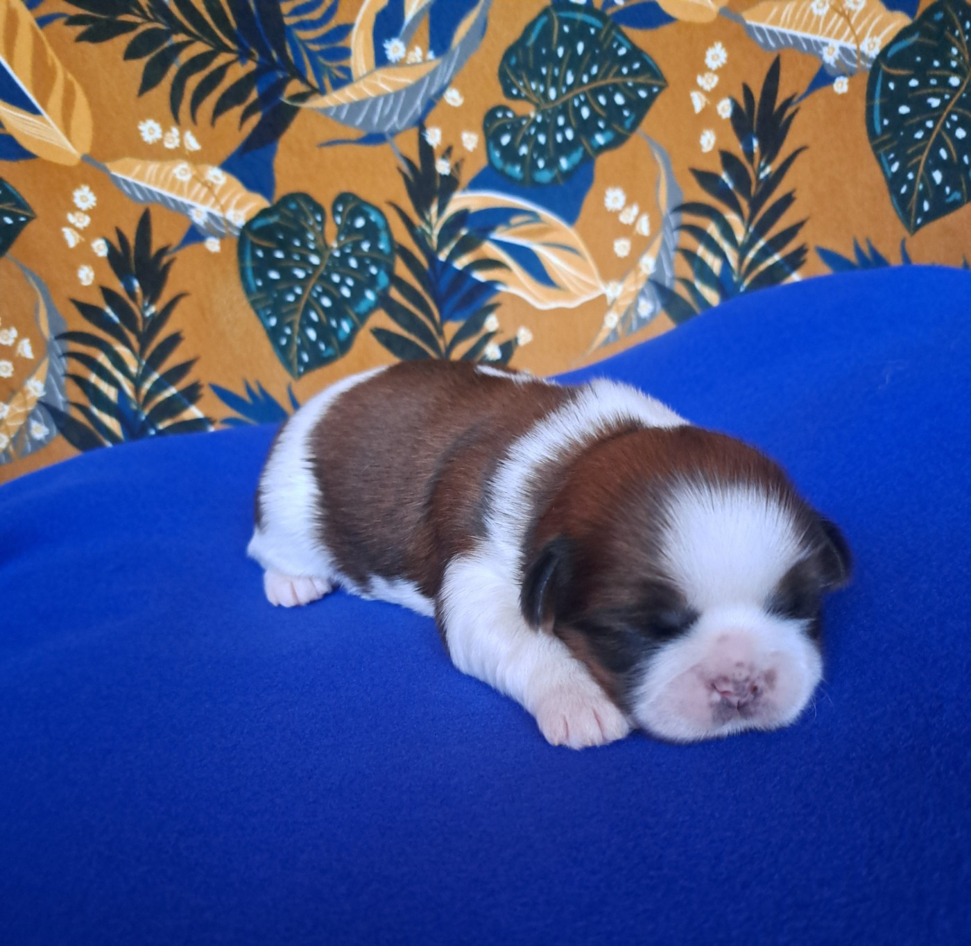 Chiot Shih Tzu Des Douces Folies d'Asie