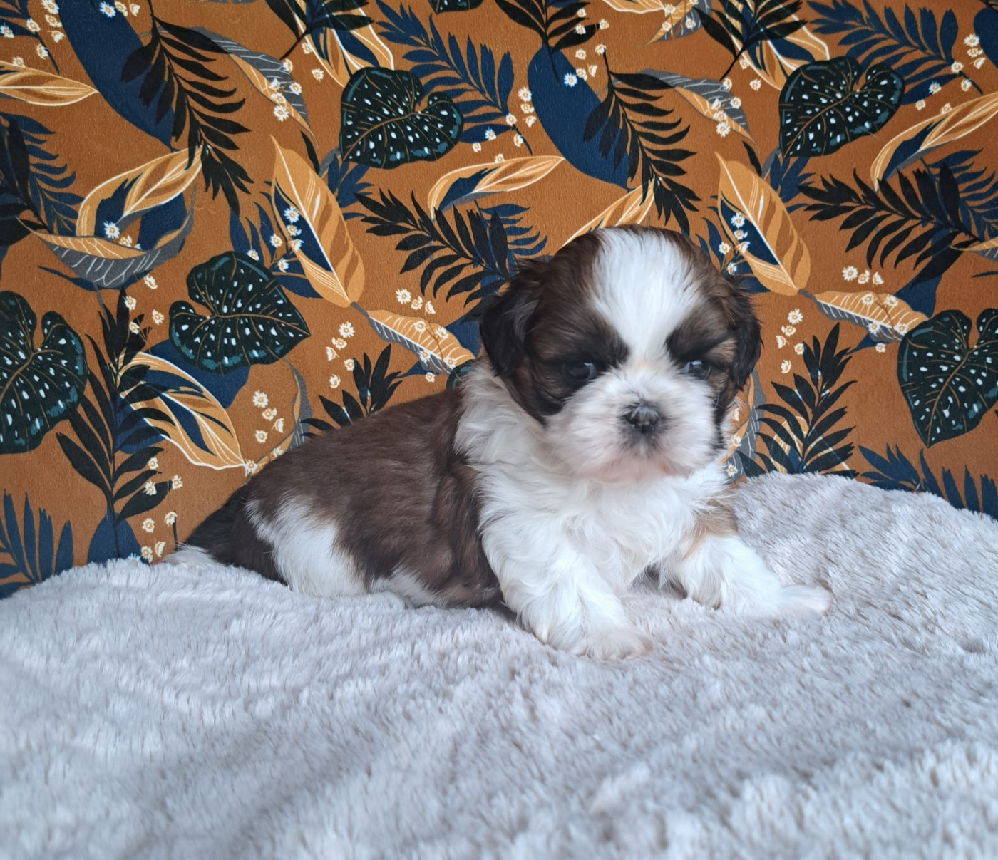 Des Douces Folies d'Asie - Chiots disponibles - Shih Tzu