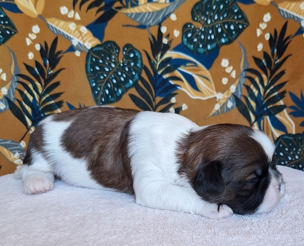 Des Douces Folies d'Asie - Chiots disponibles - Shih Tzu