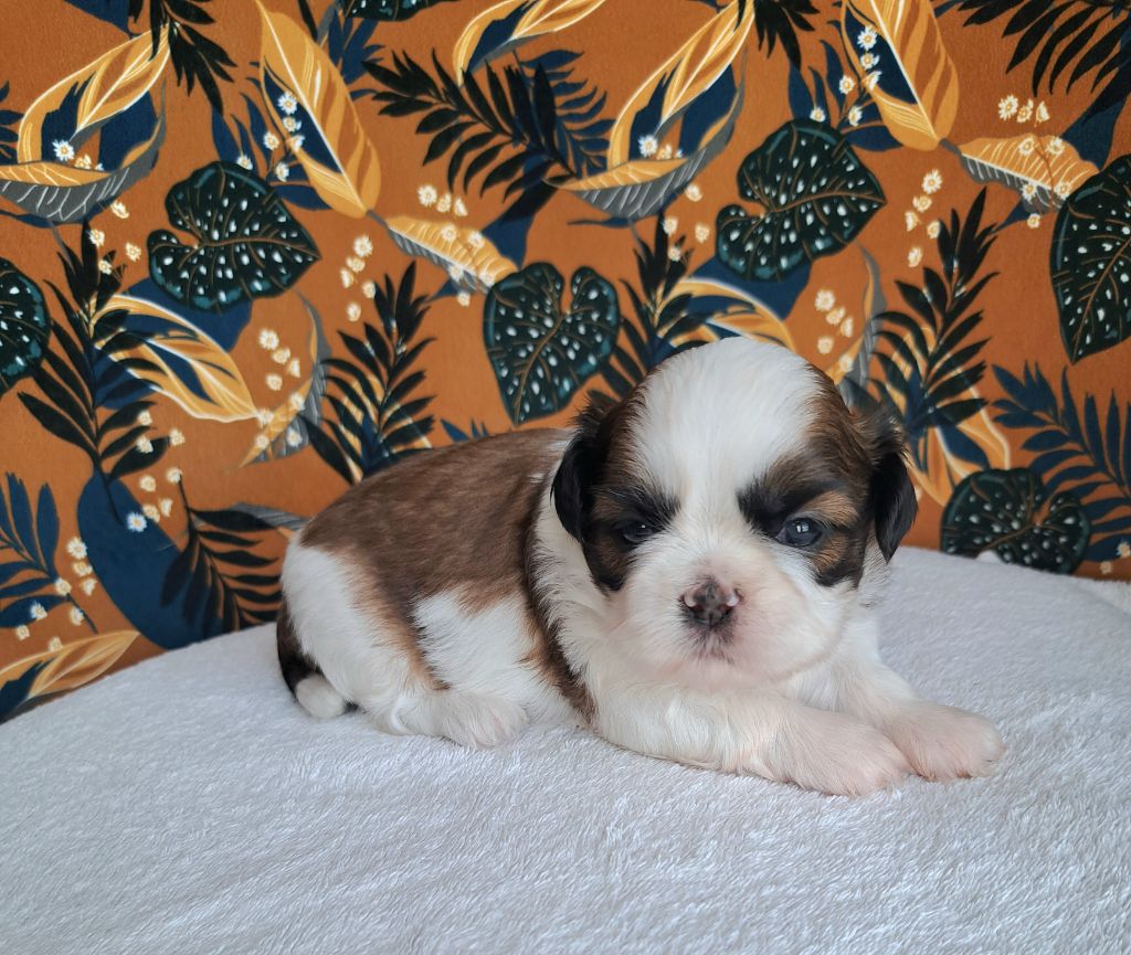 Des Douces Folies d'Asie - Chiots disponibles - Shih Tzu