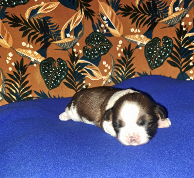 B....Des Douces Folies D'Asie