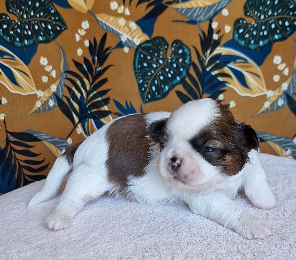 Des Douces Folies d'Asie - Chiots disponibles - Shih Tzu