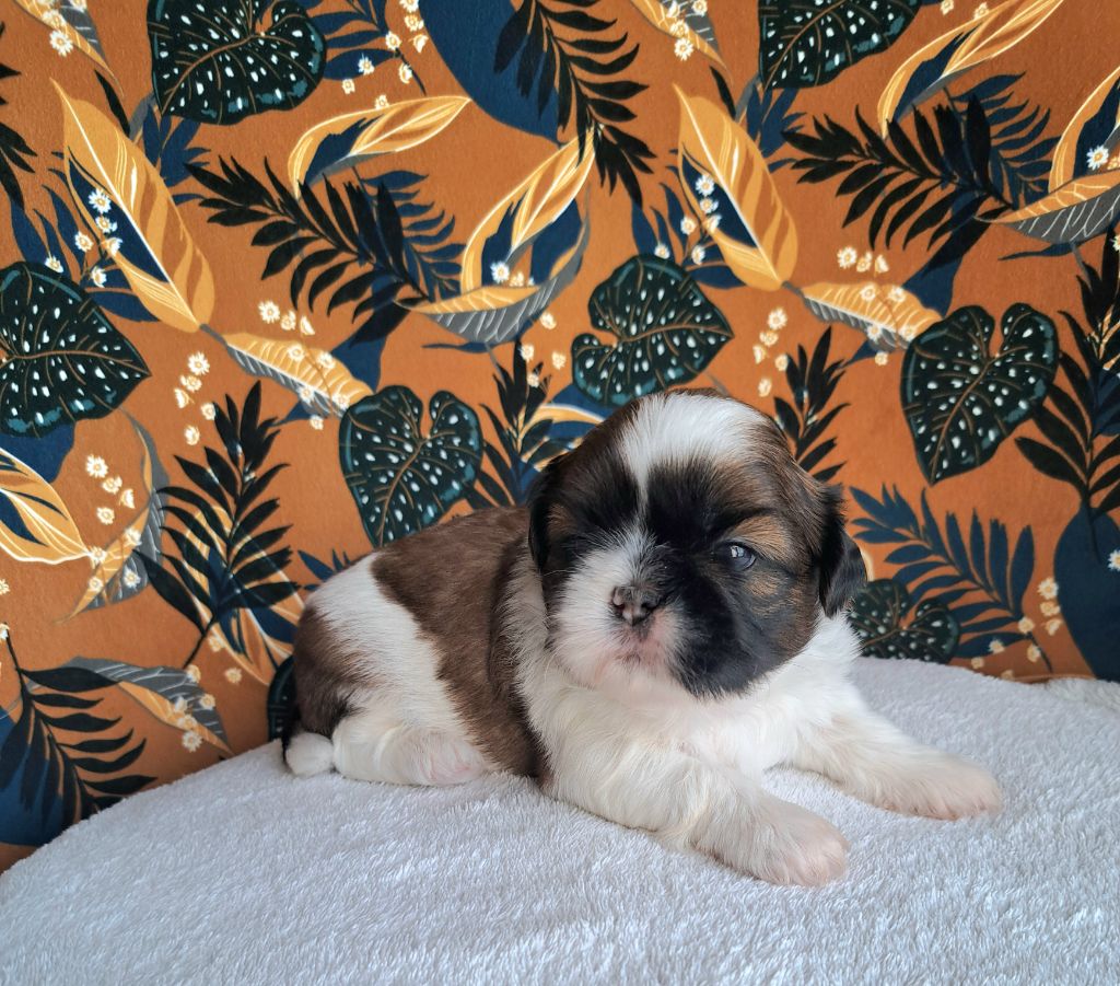 Des Douces Folies d'Asie - Chiots disponibles - Shih Tzu