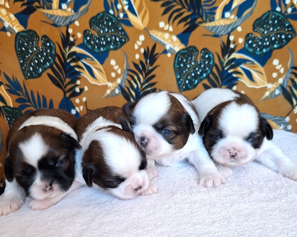 Chiot Shih Tzu Des Douces Folies d'Asie