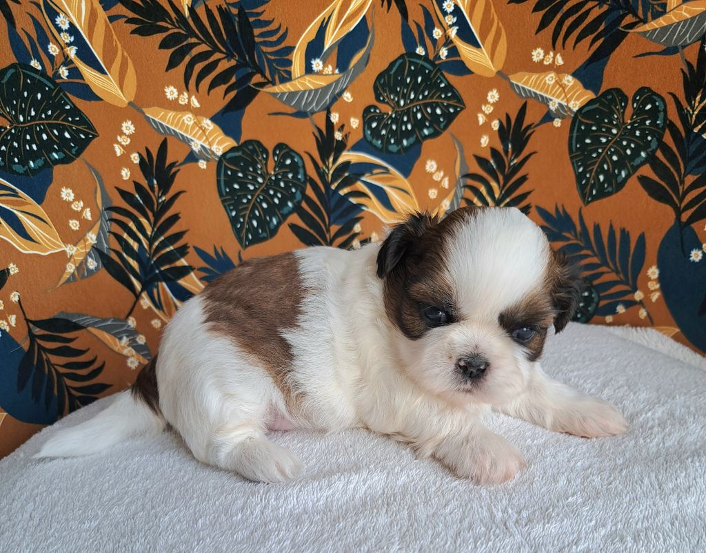 Des Douces Folies d'Asie - Chiots disponibles - Shih Tzu